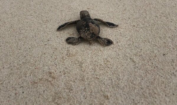 Turtle Nest Adoption